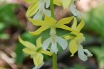 エビネ	海老根	Calanthe discolor	4～5月